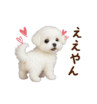 関西弁で動く♡羊毛マルチーズの家族連絡（個別スタンプ：24）