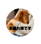 僕の名前はリトル君です（個別スタンプ：2）