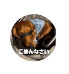 僕の名前はリトル君です（個別スタンプ：3）