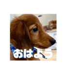 僕の名前はリトル君です（個別スタンプ：8）