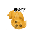 チワワの日常その1（個別スタンプ：3）