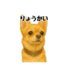 チワワの日常その1（個別スタンプ：7）
