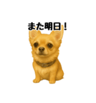 チワワの日常その1（個別スタンプ：23）
