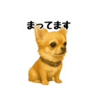 チワワの日常その1（個別スタンプ：31）