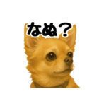 チワワの日常その1（個別スタンプ：33）