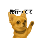 チワワの日常その1（個別スタンプ：36）