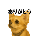 チワワの日常その1（個別スタンプ：39）