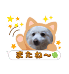 シロンくんとポポ(*ฅ́˘ฅ̀*)♡（個別スタンプ：4）