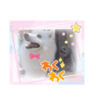 シロンくんとポポ(*ฅ́˘ฅ̀*)♡（個別スタンプ：6）
