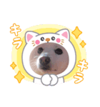 シロンくんとポポ(*ฅ́˘ฅ̀*)♡（個別スタンプ：7）