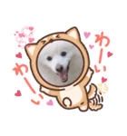 シロンくんとポポ(*ฅ́˘ฅ̀*)♡（個別スタンプ：14）