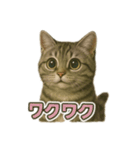アメショのひとこと便り（個別スタンプ：2）