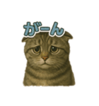 アメショのひとこと便り（個別スタンプ：3）