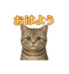 アメショのひとこと便り（個別スタンプ：5）