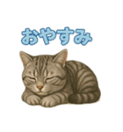 アメショのひとこと便り（個別スタンプ：6）