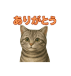 アメショのひとこと便り（個別スタンプ：8）