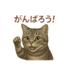 アメショのひとこと便り（個別スタンプ：11）