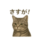 アメショのひとこと便り（個別スタンプ：12）