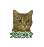 アメショのひとこと便り（個別スタンプ：13）
