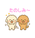 ゆるかわトイプードル♡使いやすいスタンプ（個別スタンプ：5）
