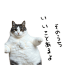 やる気がない怠け猫（個別スタンプ：1）