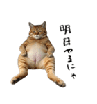 やる気がない怠け猫（個別スタンプ：2）