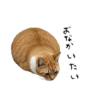 やる気がない怠け猫（個別スタンプ：3）