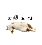 やる気がない怠け猫（個別スタンプ：4）