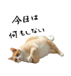 やる気がない怠け猫（個別スタンプ：6）