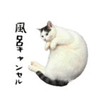 やる気がない怠け猫（個別スタンプ：7）