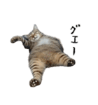 やる気がない怠け猫（個別スタンプ：9）