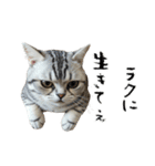 やる気がない怠け猫（個別スタンプ：12）