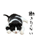 やる気がない怠け猫（個別スタンプ：13）