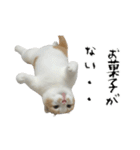 やる気がない怠け猫（個別スタンプ：14）