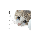 やる気がない怠け猫（個別スタンプ：16）