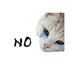 やる気がない怠け猫（個別スタンプ：18）