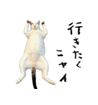 やる気がない怠け猫（個別スタンプ：19）