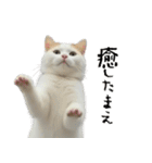 やる気がない怠け猫（個別スタンプ：20）