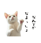 やる気がない怠け猫（個別スタンプ：22）