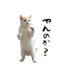 やる気がない怠け猫（個別スタンプ：23）