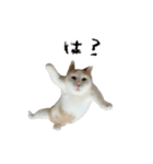 やる気がない怠け猫（個別スタンプ：25）