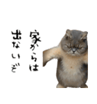 やる気がない怠け猫（個別スタンプ：26）