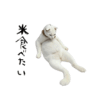 やる気がない怠け猫（個別スタンプ：27）