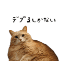 やる気がない怠け猫（個別スタンプ：29）