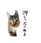 やる気がない怠け猫（個別スタンプ：30）