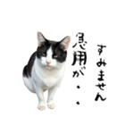 やる気がない怠け猫（個別スタンプ：33）