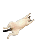 やる気がない怠け猫（個別スタンプ：35）