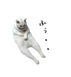 やる気がない怠け猫（個別スタンプ：36）