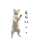 やる気がない怠け猫（個別スタンプ：37）
