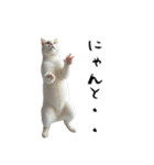 やる気がない怠け猫（個別スタンプ：38）